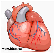 Как работает сердце? (видео)
