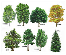 Названия деревьев на английском языке (с транскрипцией)